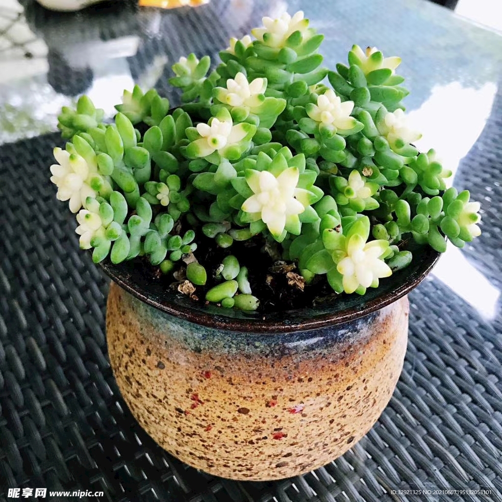 花花世界