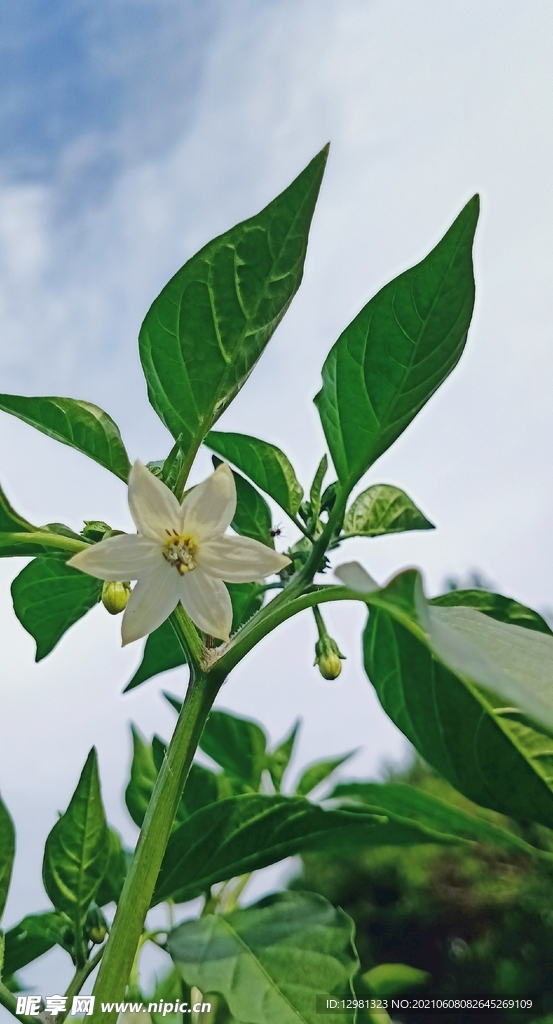 花