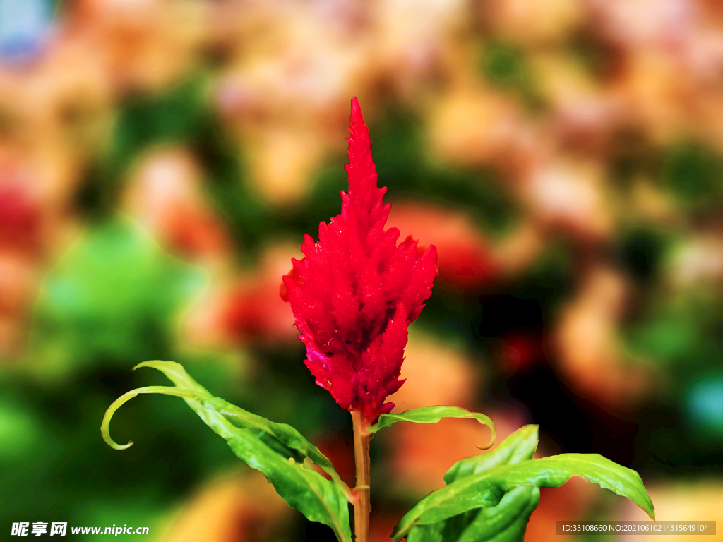 花