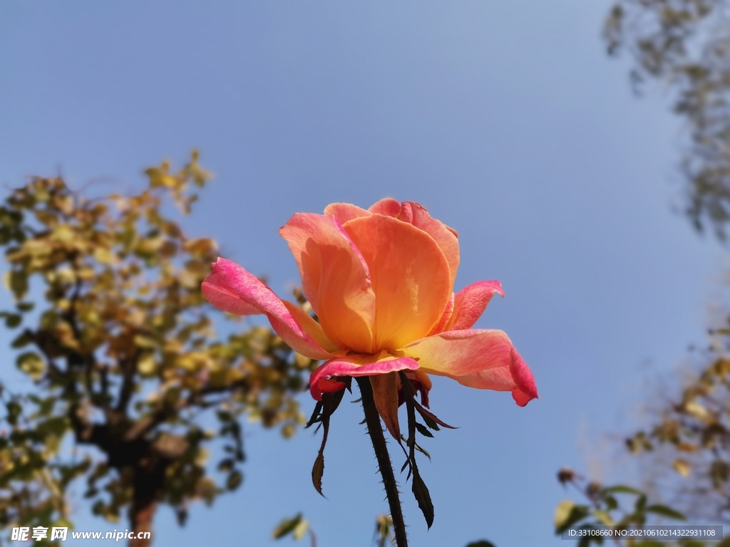 花