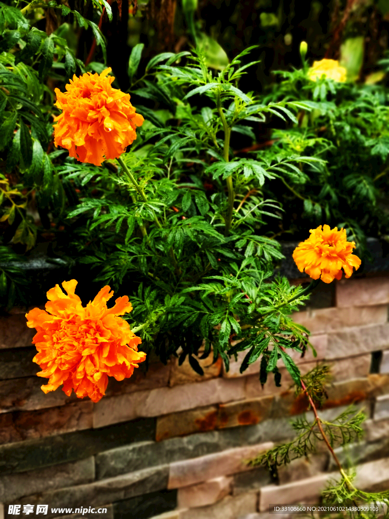 花