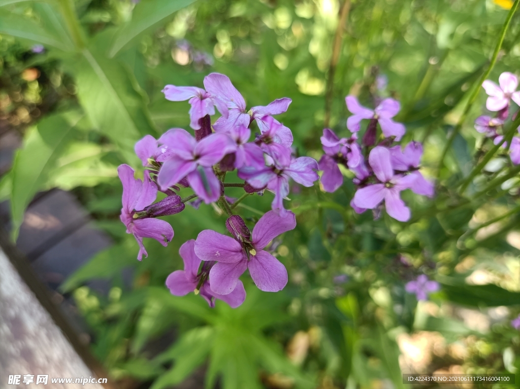 花旗桿