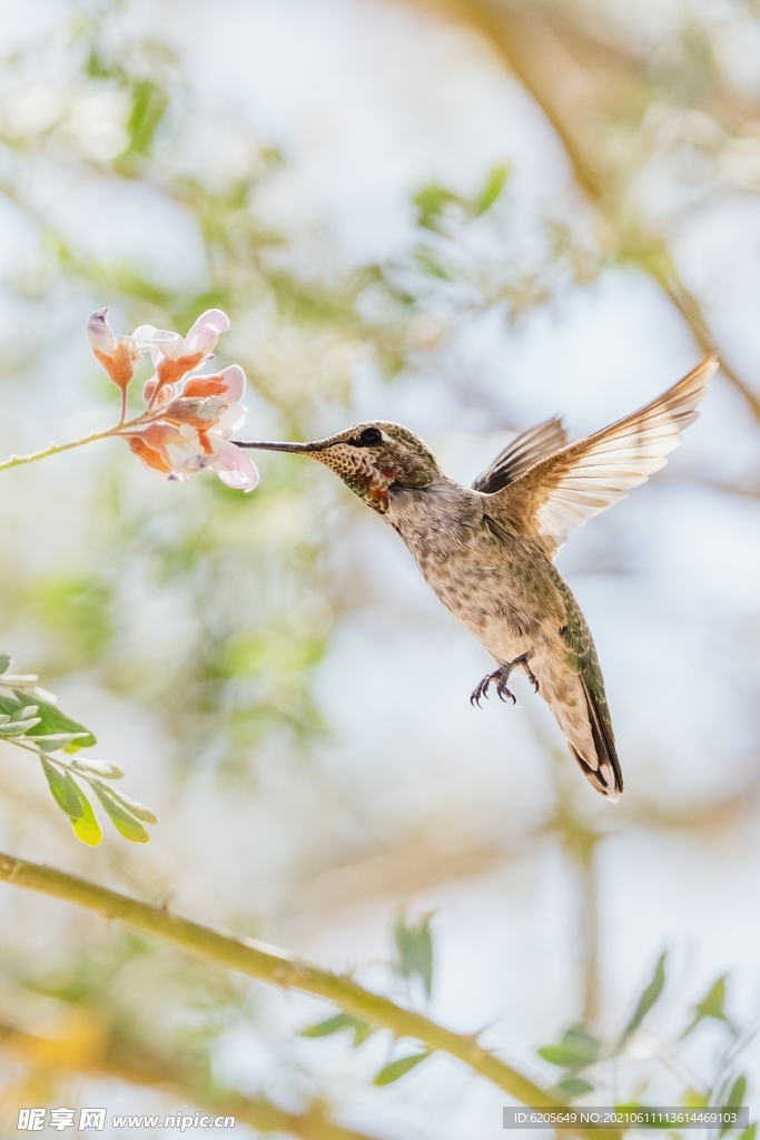 蜂鳥吸食花蜜