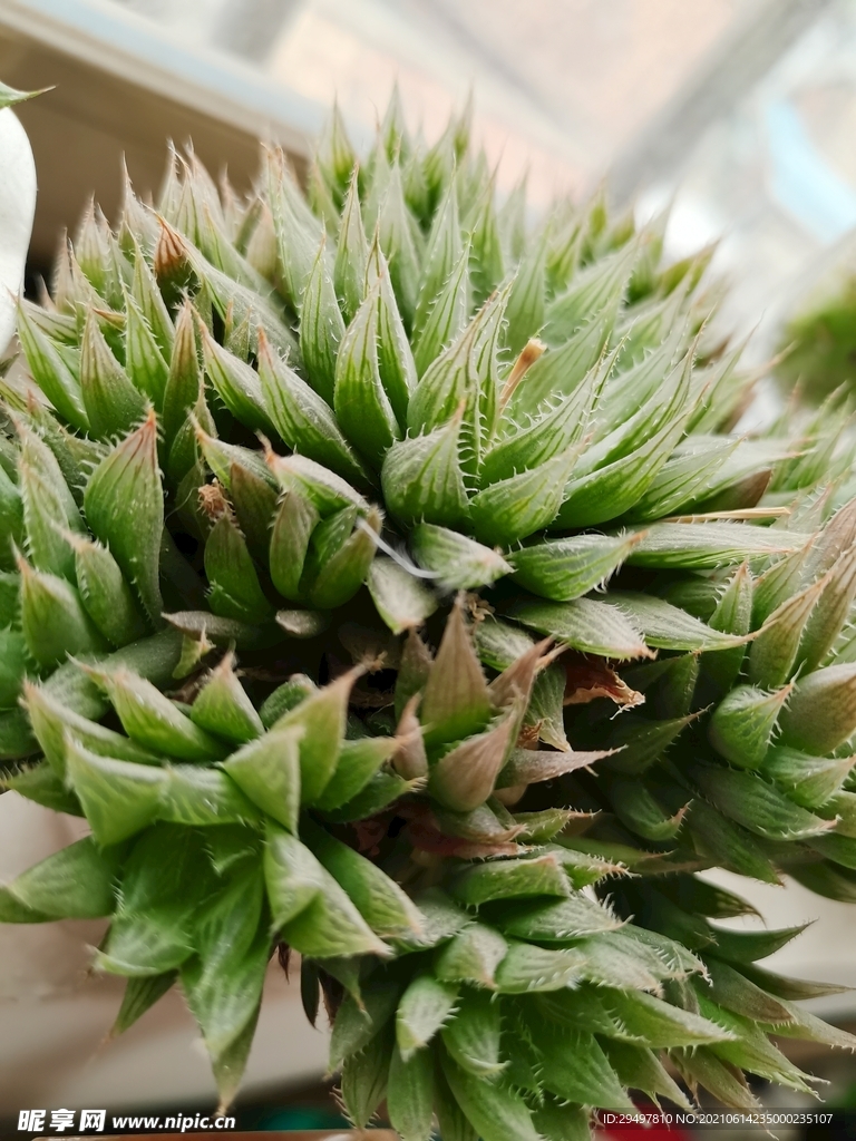 寶草