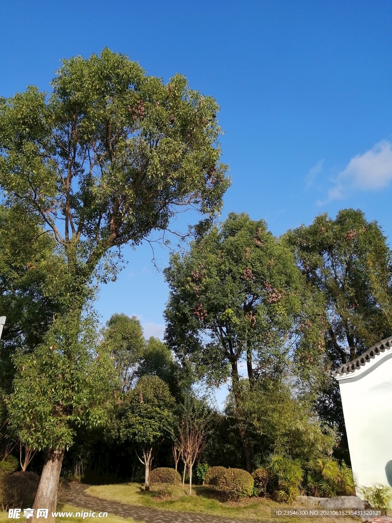 公園綠林 