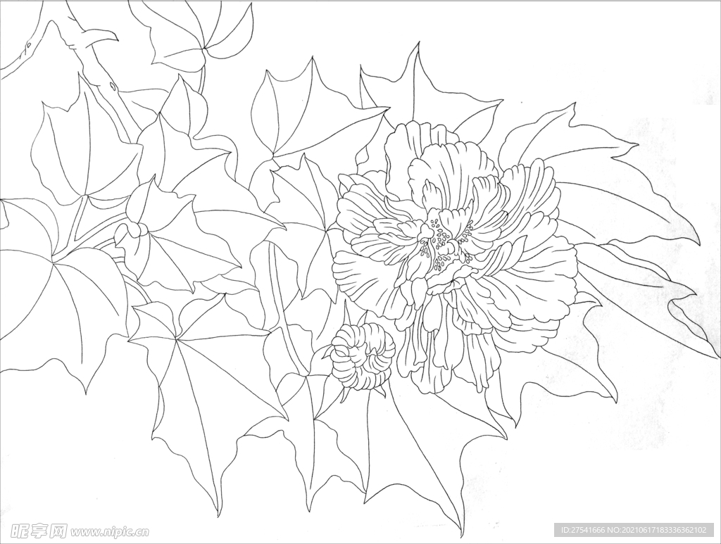 芙蓉花