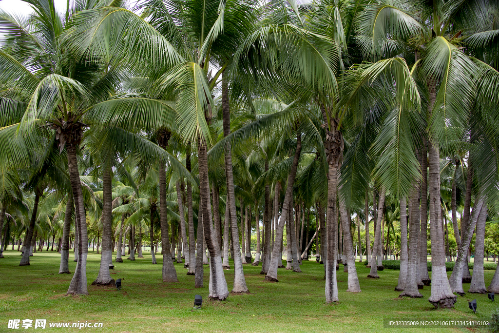成排的椰子树