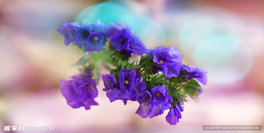 紫色花背景