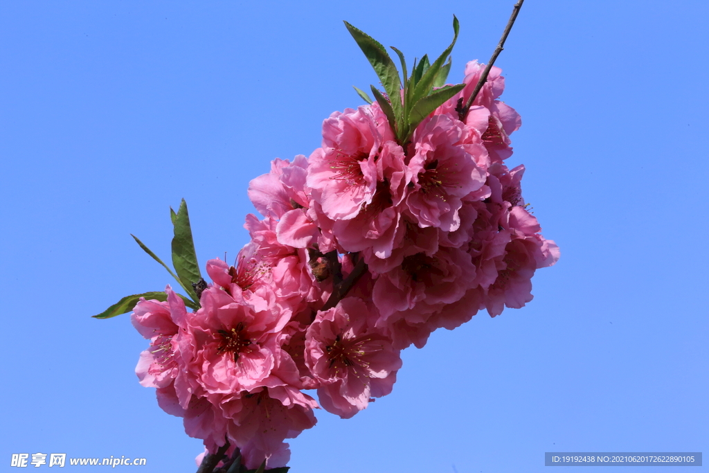 桃花兒 