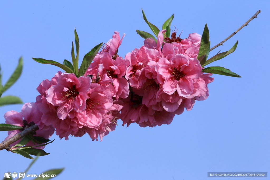 桃花兒 