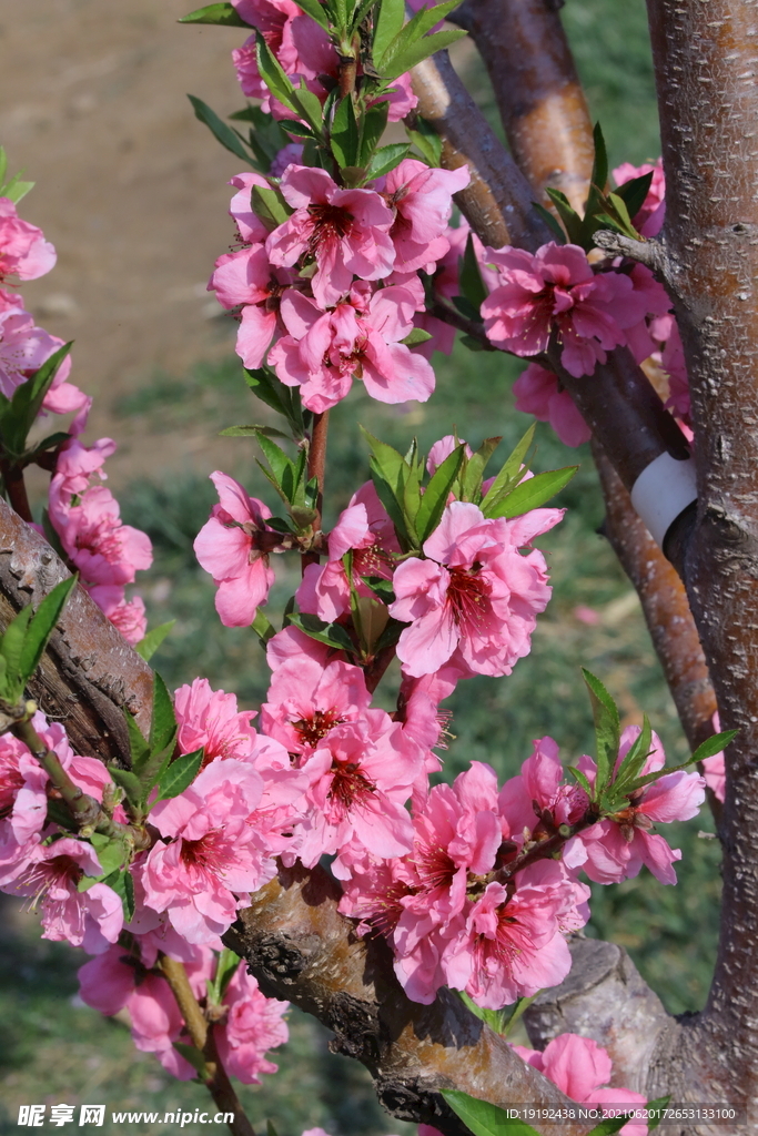 桃花兒 