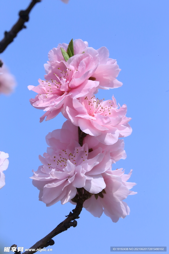 碧桃花兒