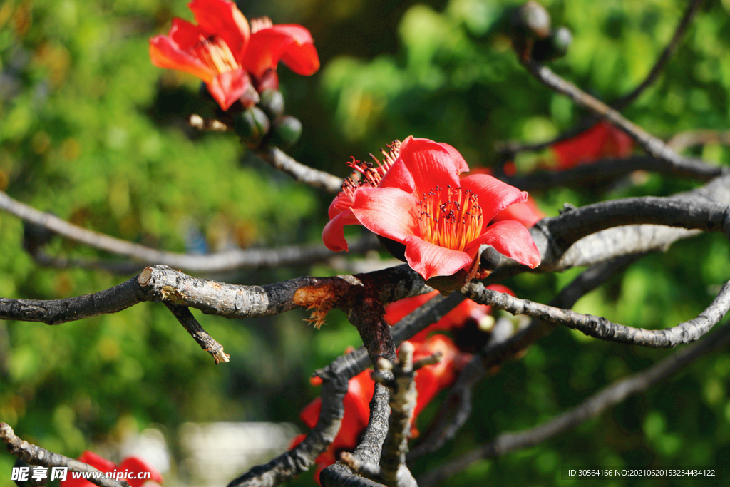 戶外紅色花朵自然風(fēng)光背景素材