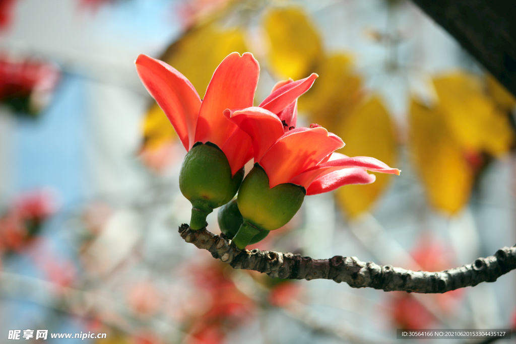 戶外紅色花朵自然風光背景素材