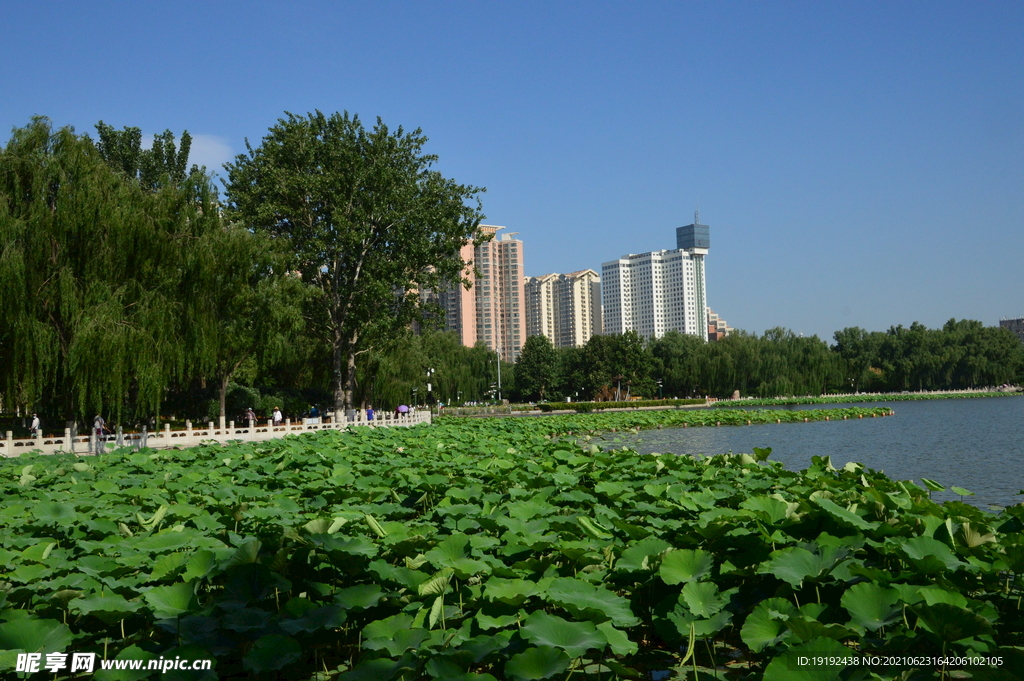荷塘風(fēng)景