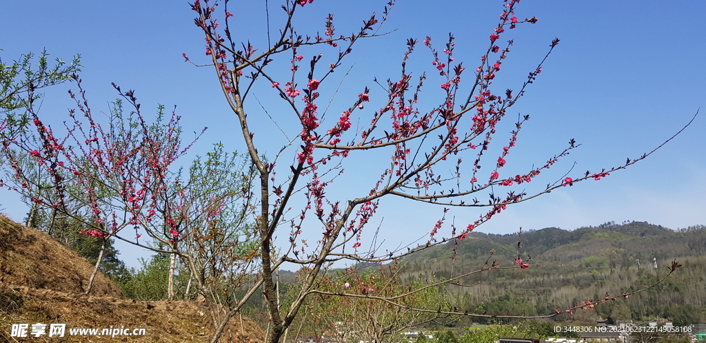 西遞 樹(shù)木