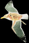 鸟的骨骼 杠杆系统 海鸥 飞翔