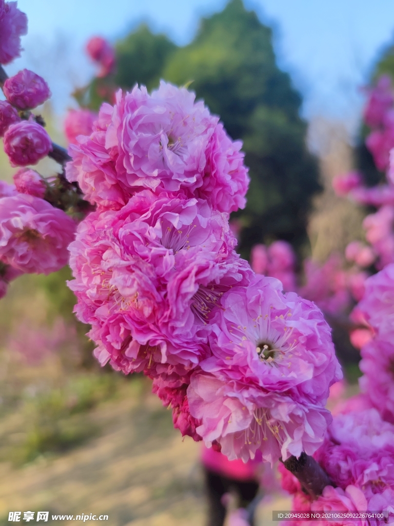 櫻花