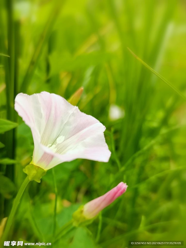 打碗花