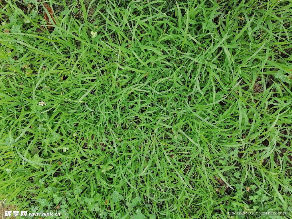 草地 草坪 草甸 草丛 绿色