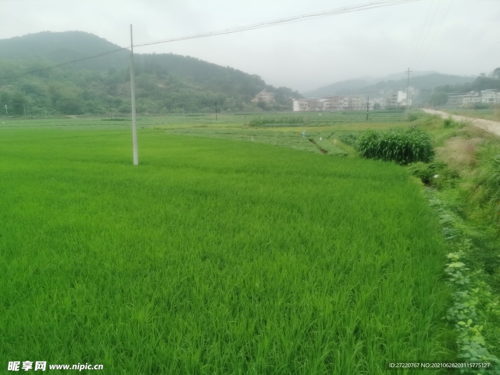 南方农村绿油油水稻田风光背景图