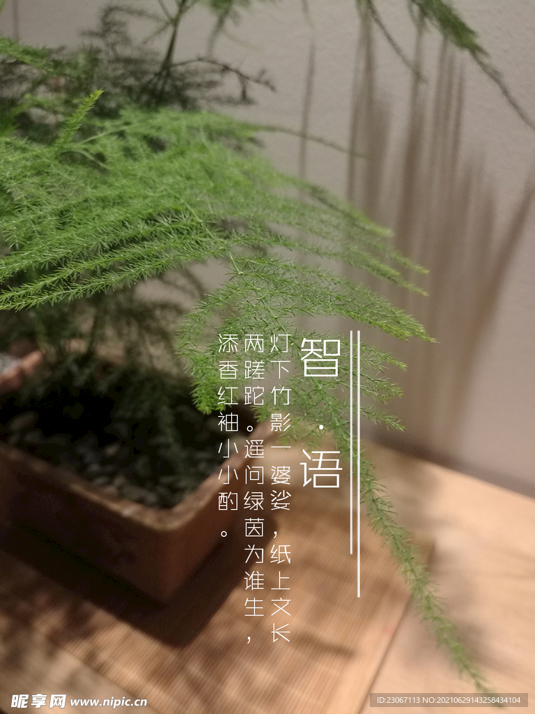 文竹