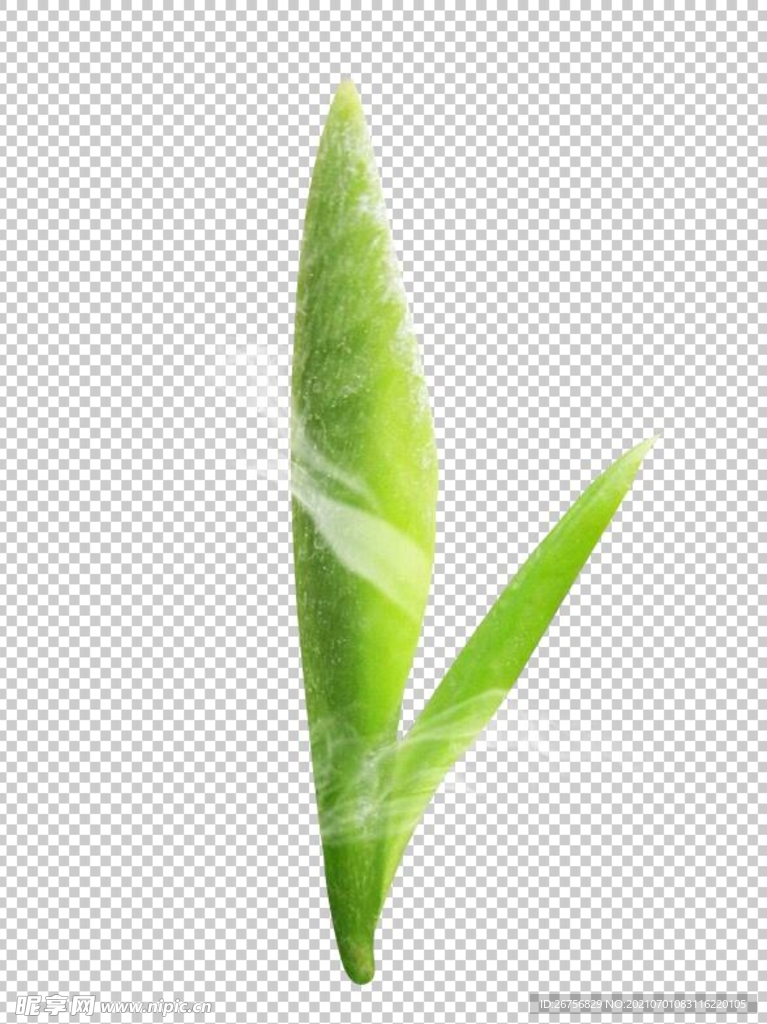 信陽 毛尖 茶葉 免扣 綠植