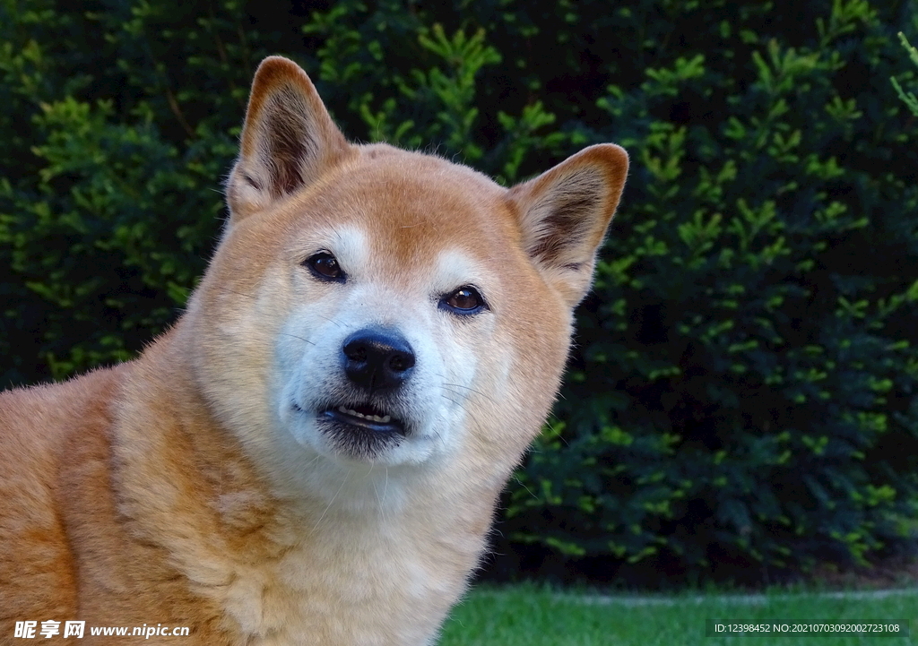 可愛萌寵的秋田犬