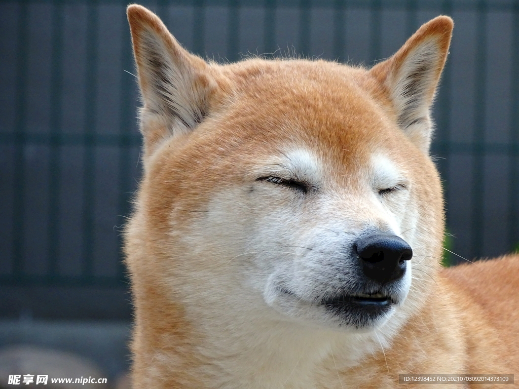 可愛萌寵的秋田犬