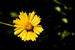 黄色菊花 