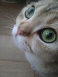 可爱猫咪的大眼睛