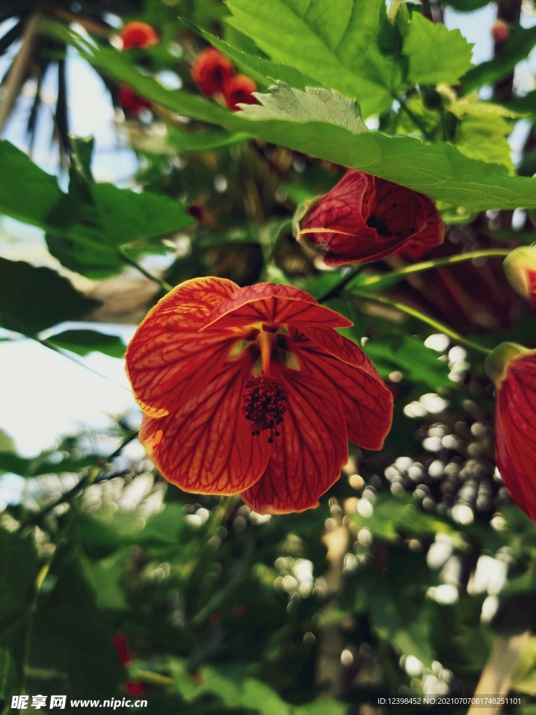 苘麻屬花卉