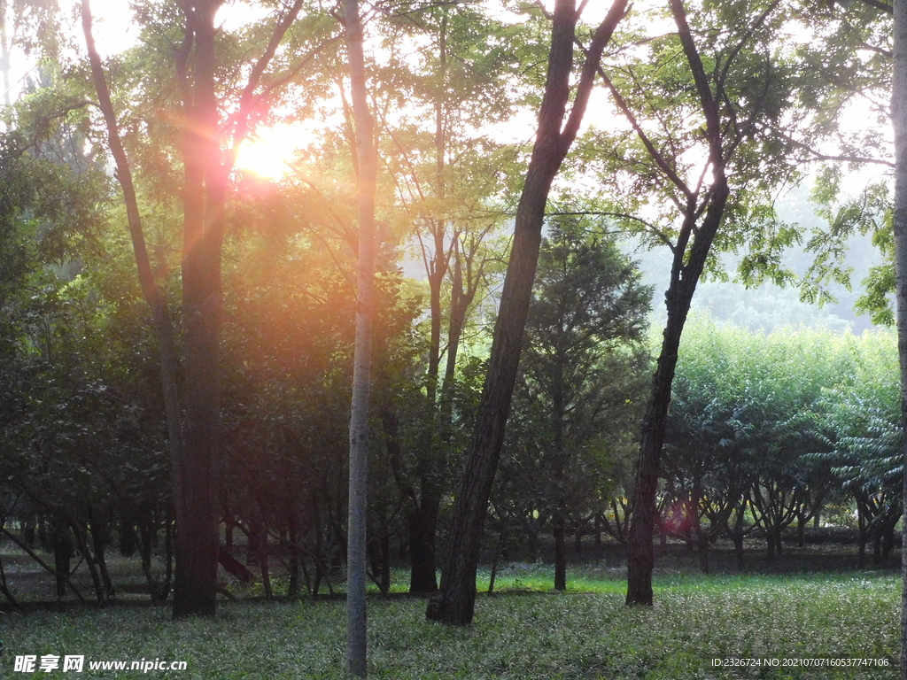 夕陽樹林