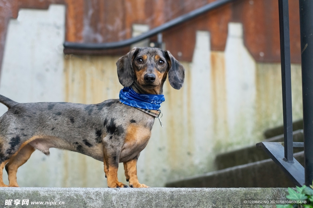 聰明可愛的臘腸犬