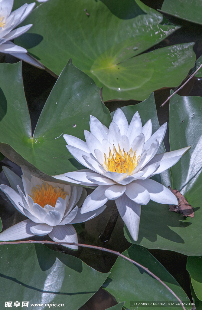蓮花