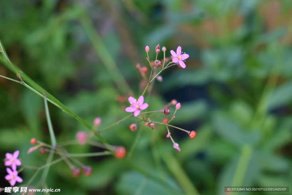 花