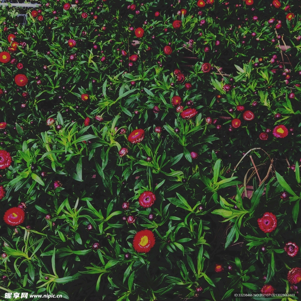 花