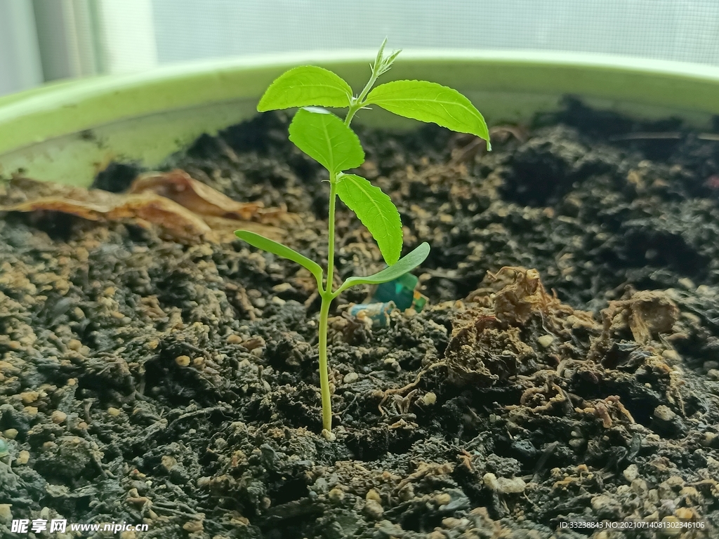 堅韌的小草