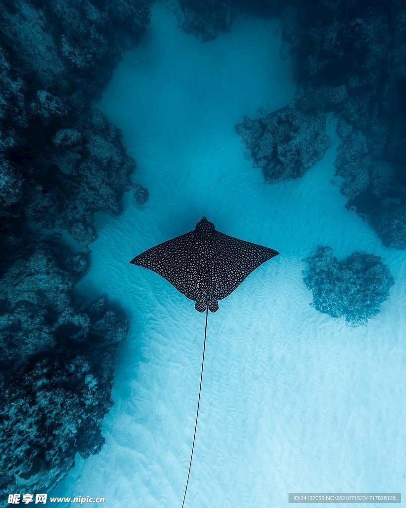 深海生物