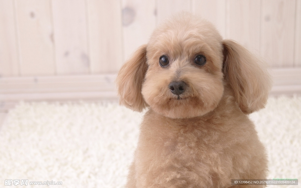 可愛呆萌的寵物犬