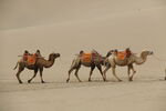 骆驼 沙漠