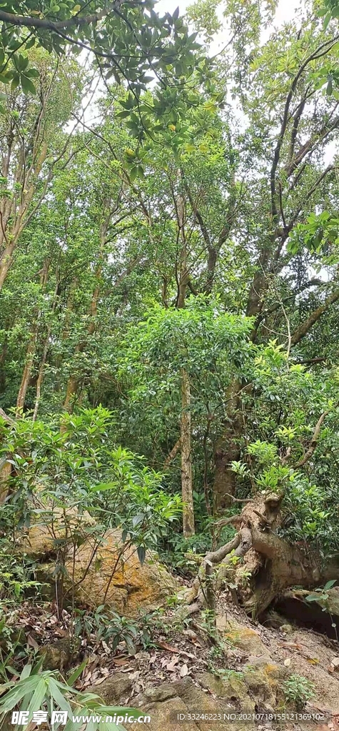 森林
