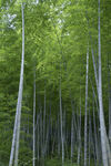 竹林風景
