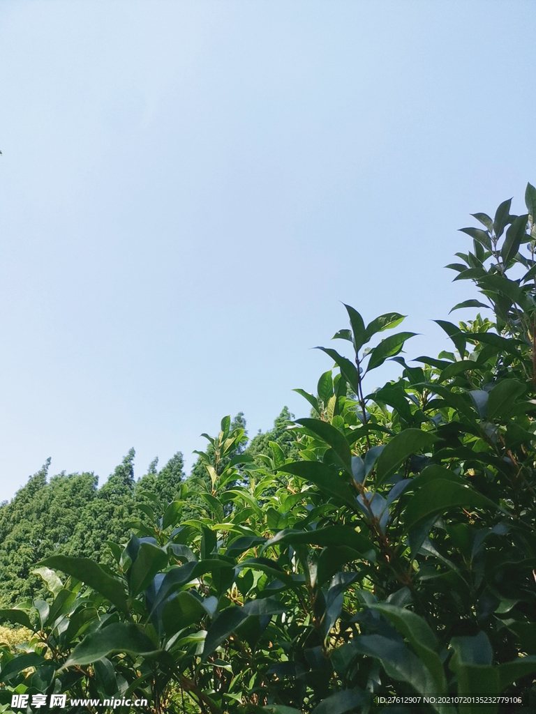 天