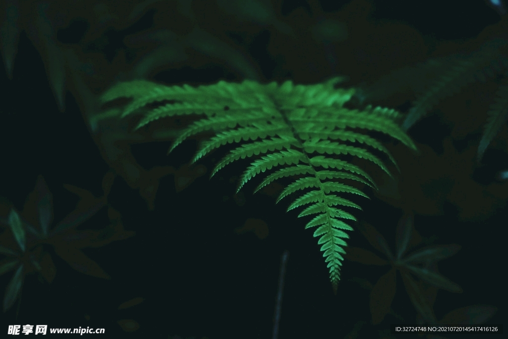 植物背景