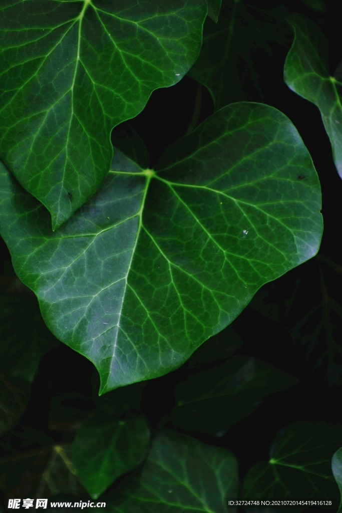 植物背景