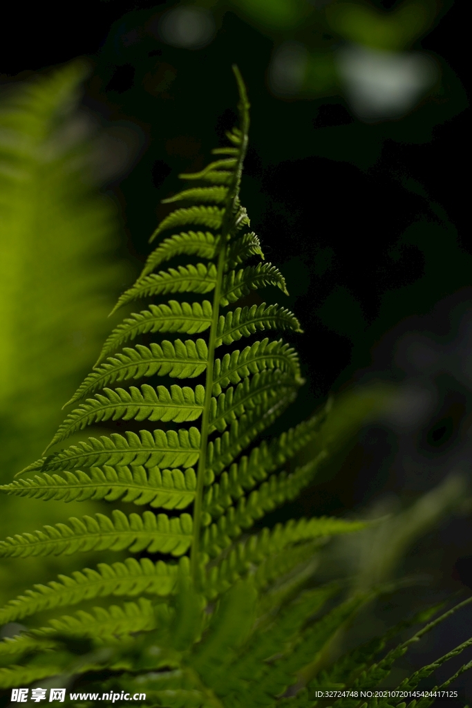 植物背景