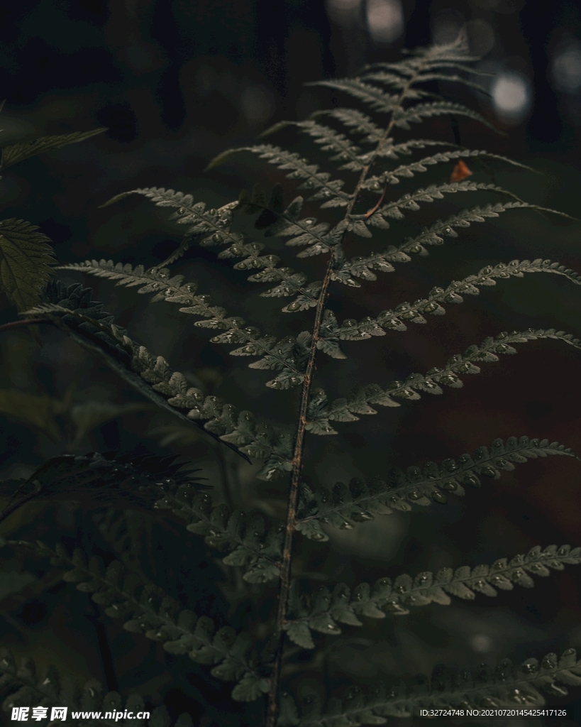 植物背景