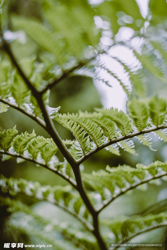 植物背景