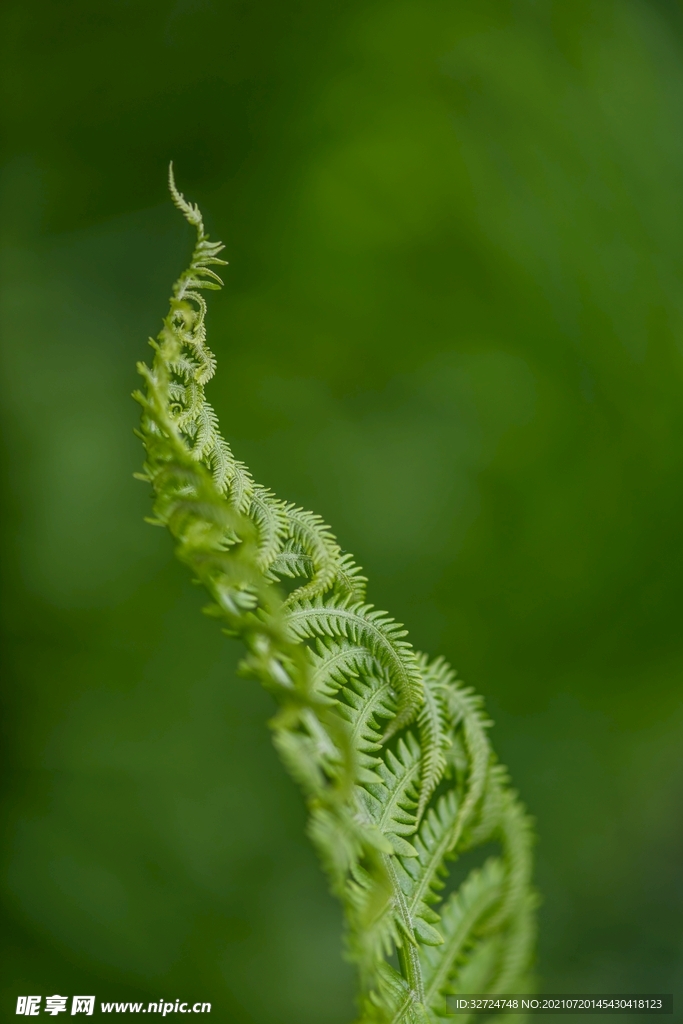 植物背景
